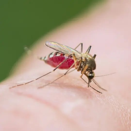 Tiger mosquito