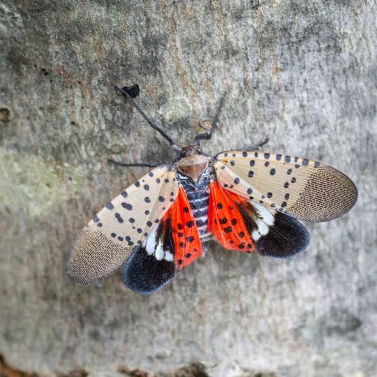 How to Get Rid of Spotted Lanternflies