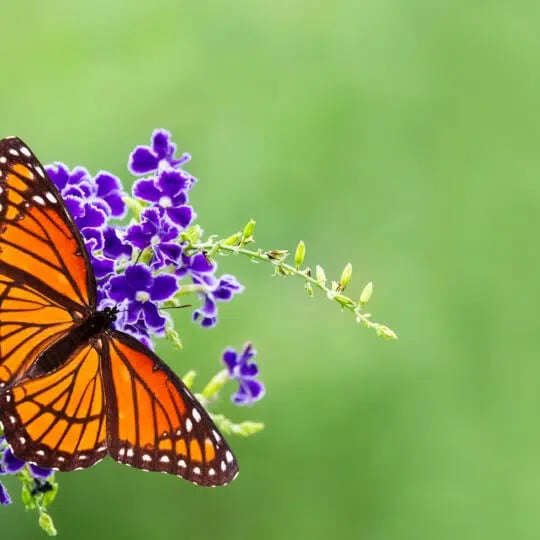 Difference Between Moths and Butterflies