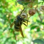 Wasp