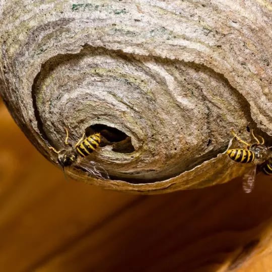 Wasps in Pennsylvania