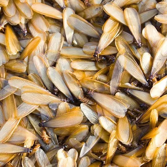 Winged termites
