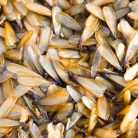 Winged termites