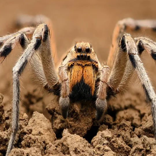 common spiders in Pennsylvania