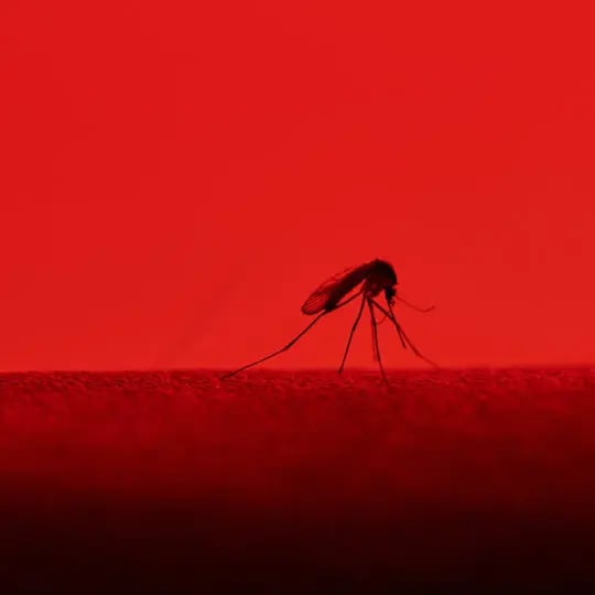 What Eats Mosquitoes