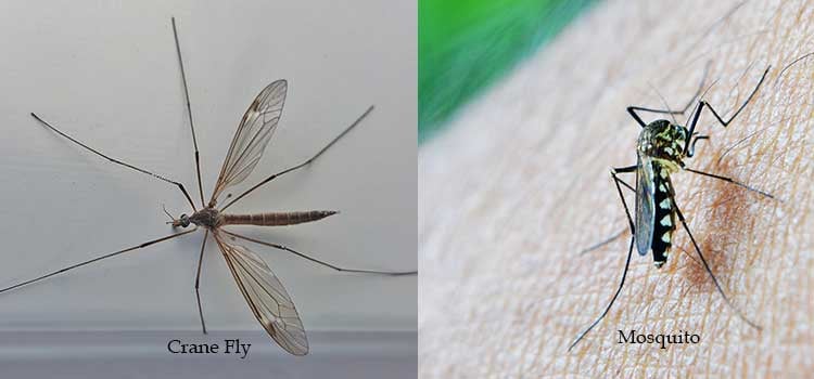 Mosquito vs Crane Fly