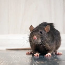 Rat-540x540.jpg