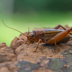 cricket-768x768.jpg (1)