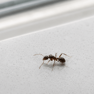 Odorous House Ants