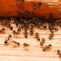 Ants