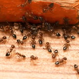 Ants