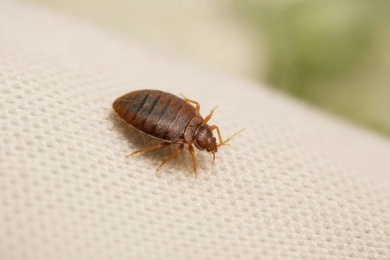 bed bug on linen