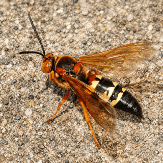 Cicada Killer Wasp