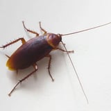Cockroach Control