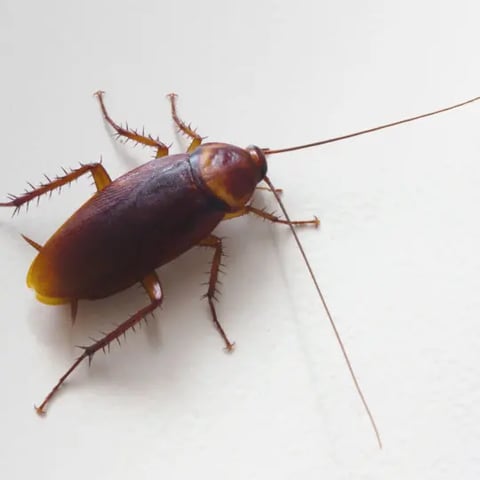Cockroach Control