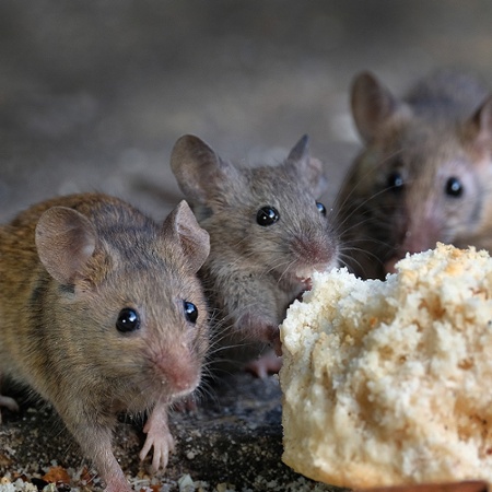 mice and rats