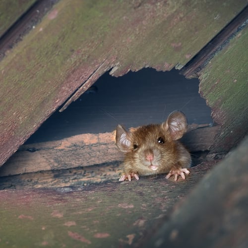 mouse (1)