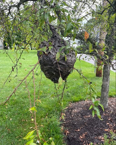 bees nest in tree