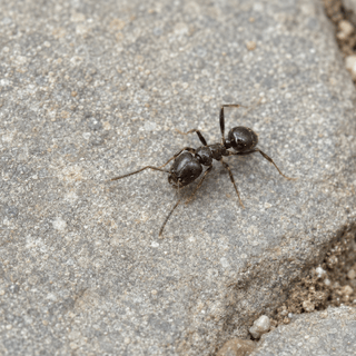 Pavement Ants