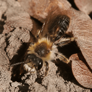 Ground Bees