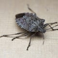 Stink Bug Control
