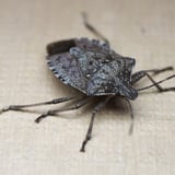 Stink Bug Control