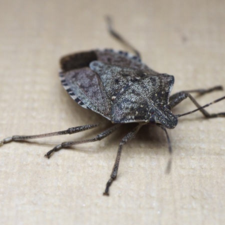 stink-bug-1