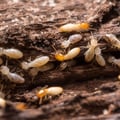 termites