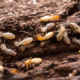 termites