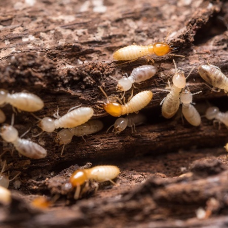 termites