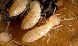 termites