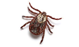 tick