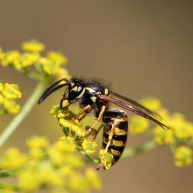 wasp
