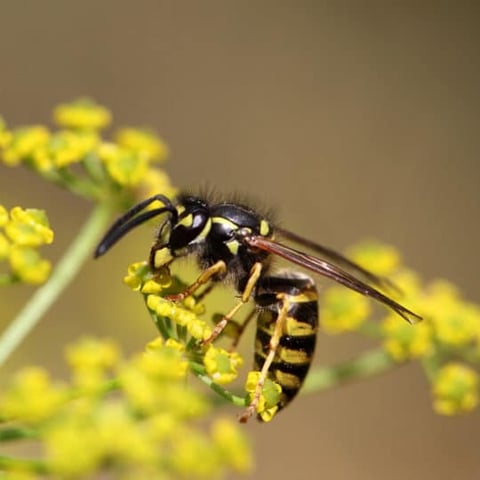 wasps and bees