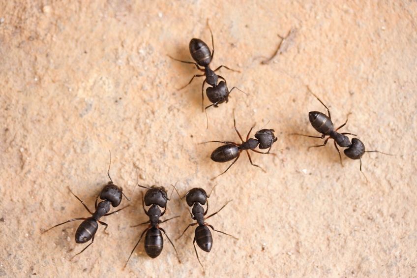 Carpenter Ants