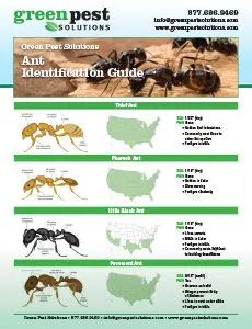 How to Handle Pest Problems the Right Way - Homeowner’s Guide - Green ...