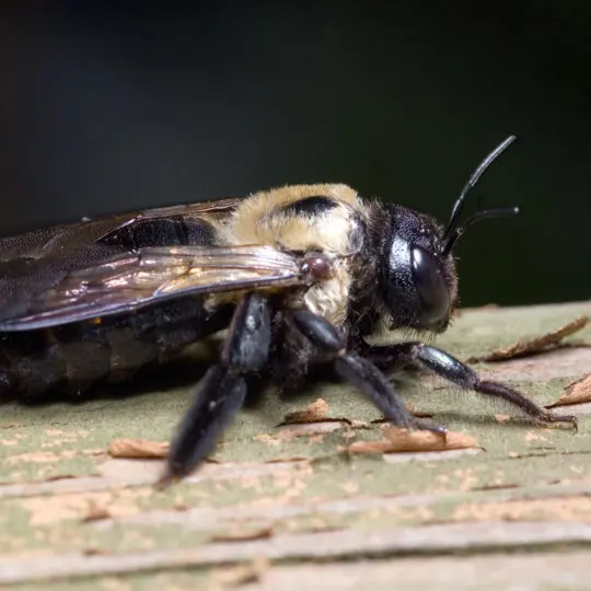 How to Make a Homemade Carpenter Bee Spray Green Pest Solutions