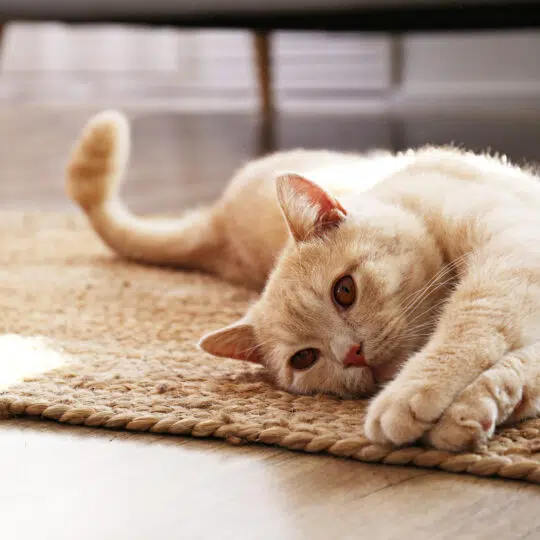 Will a Cat Keep Mice Away? Green Pest Solutions