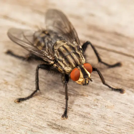 What are flys attracted to sales