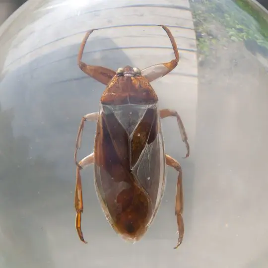 How to Get Rid of Waterbugs Green Pest Solutions