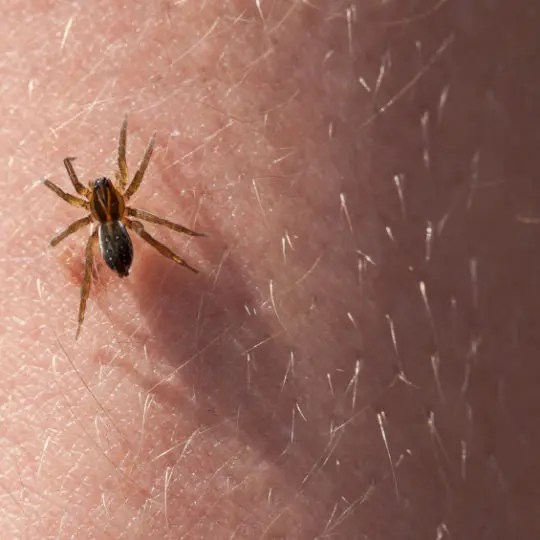 When to Worry, and When Not to Worry, About a Spider Bite
