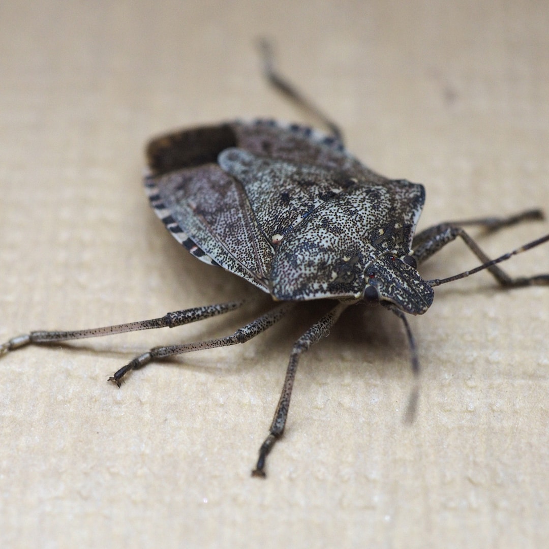 stink bug prevention