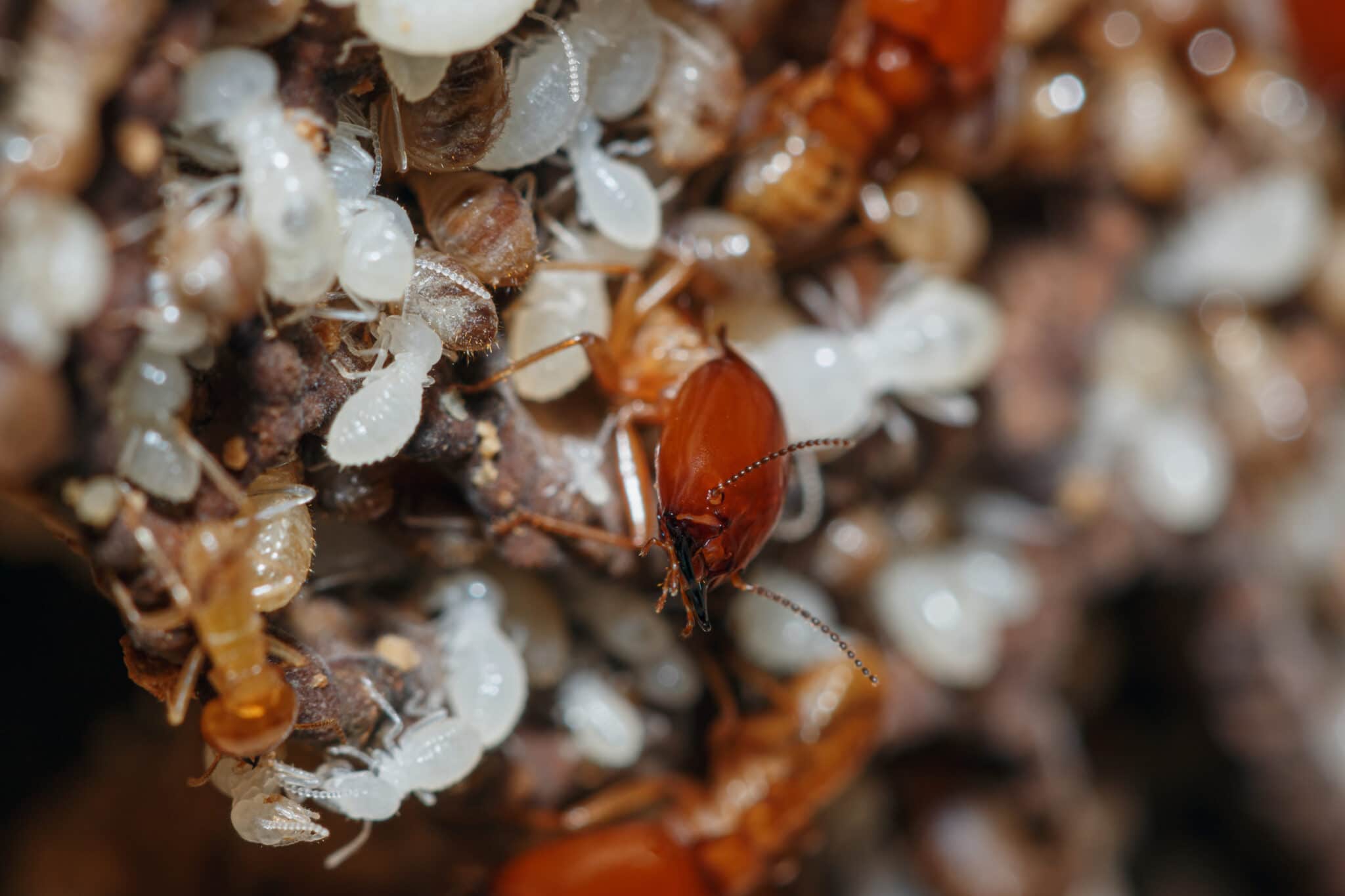 Close-up of subterranean termites and white larvae in a nest, the kind that damage Newark, Delaware homes