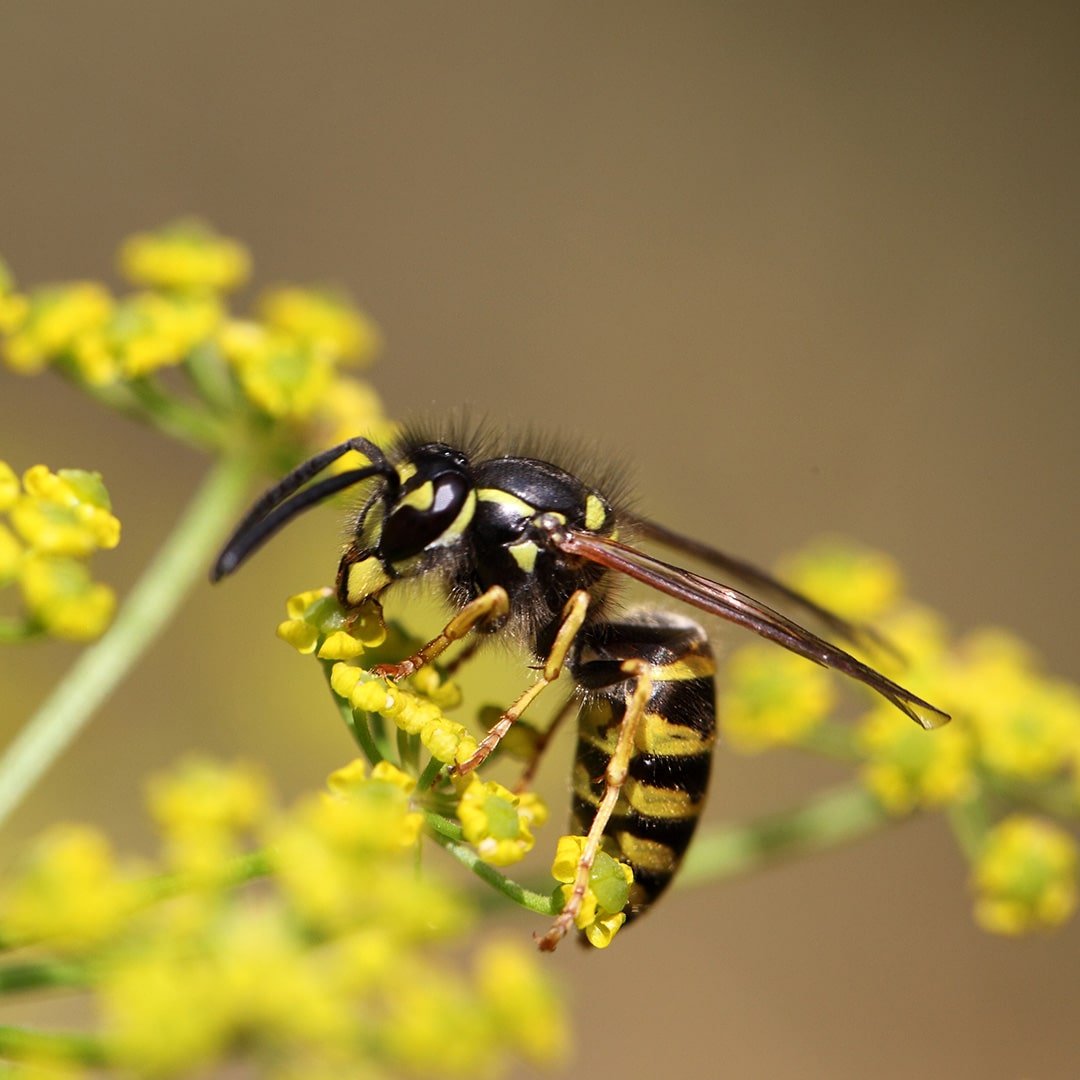 wasp buzzing around a flower